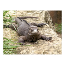 Iguana posters by Shadowchaser Iguana posters