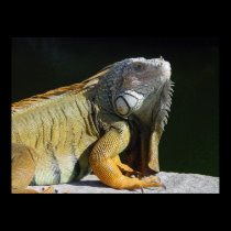 Iguana posters
