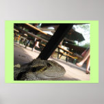 Iguana Print