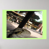 Iguana Print