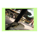Iguana posters