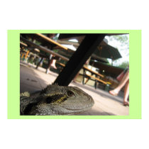 Iguana posters