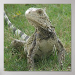 Iguana Print