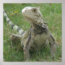 Iguana Print