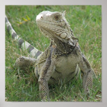 Iguana Print