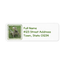 Iguana Return Address Label