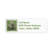 Iguana Return Address Label