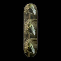 Iguana Skateboard skateboards