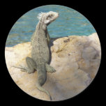 Iguana Sticker