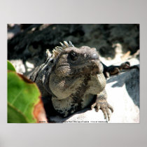 Iguana, Tulum, Mexico Poster