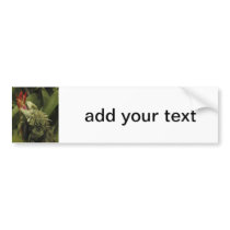 Iguana Western Cape Province, South Africa Bumper Sticker