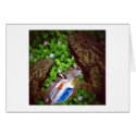Iguanas cards