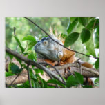 Iguanidae - New World lizard posters