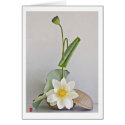 Ikebana-042 cards by Zen_Images Ikebana-042 cards
