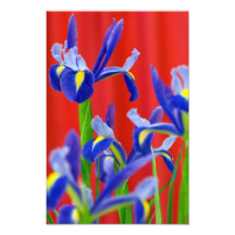 Ikebana Iris And Red Curtain. Photo