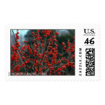 Ilex verticillata, common winterberry postage stamps
