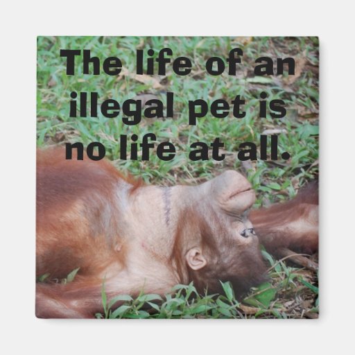 Illegal Pet Trade Zazzle