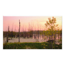 Illinois Swamp Art Photo