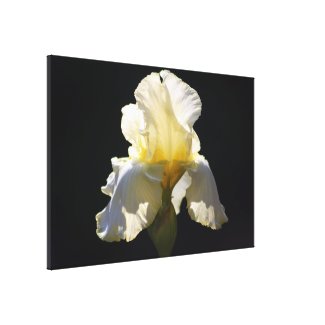Illuminated Iris zazzle_wrappedcanvas