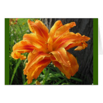 Illuminated Lilly Blank Card
