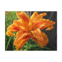 Illuminated Lilly Postcard