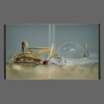 Illusion and Reality iPad Folio caseable cases