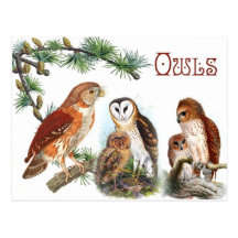 Illustrated Owls Post Cards