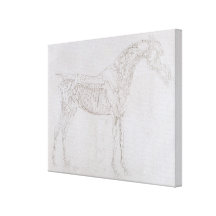 Illustration from 'The Anatomy of the Horse, inclu Stretched Canvas Prints