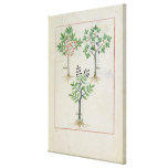 Illustration from the 'Book of Simple Medicines' 2 Stretched Canvas Prints