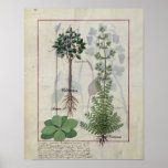Illustration from the 'Book of Simple Medicines' 2 Print