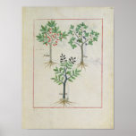Illustration from the 'Book of Simple Medicines' 2 Print