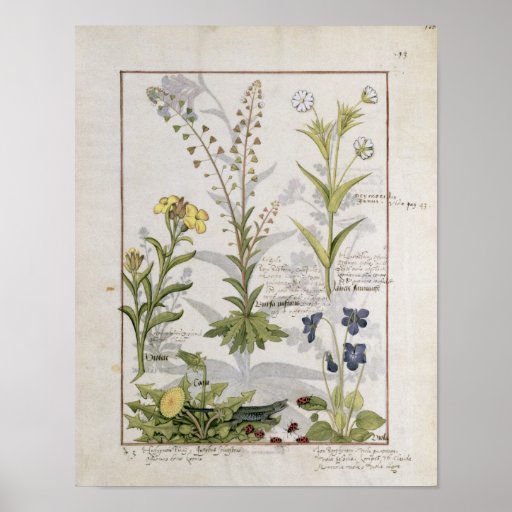 Illustration from the 'Book of Simple Medicines' 2 Poster