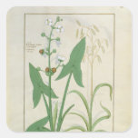 Illustration from the 'Book of Simple Medicines' 2 Sticker