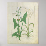 Illustration from the 'Book of Simple Medicines' Posters