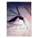 Illustration of a mosquito biting card