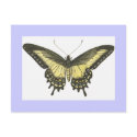 Illustration of butterfly postcards