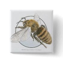 Illustration of European Honey Bee Pinback Buttons