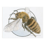 Illustration of European Honey Bee Post Card