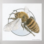 Illustration of European Honey Bee posters