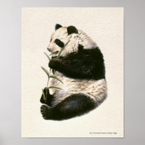 Illustration of Giant panda feeding on bamboo