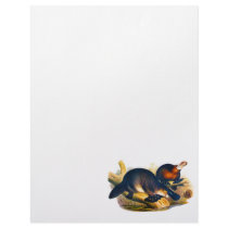 illustration of the australian mammal Platypus Personalized Letterhead