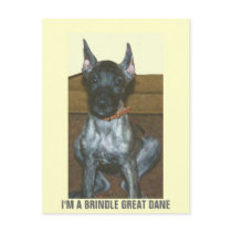 I'M A BRINDLE GREAT DANE postcards by KABSANNIE I'M A BRINDLE GREAT DANE postcards