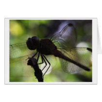 i'm a butterfly cards
