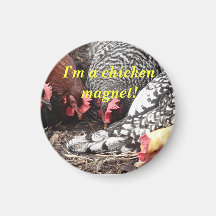 "I'm a Chicken Magnet!" magnet
