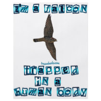 I'm a Falcon flyers by Pandion I'm a Falcon flyers