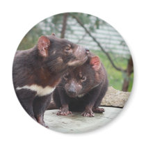 I'm A Little Devil magnets