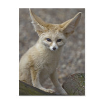 I'm All Ears Postcard