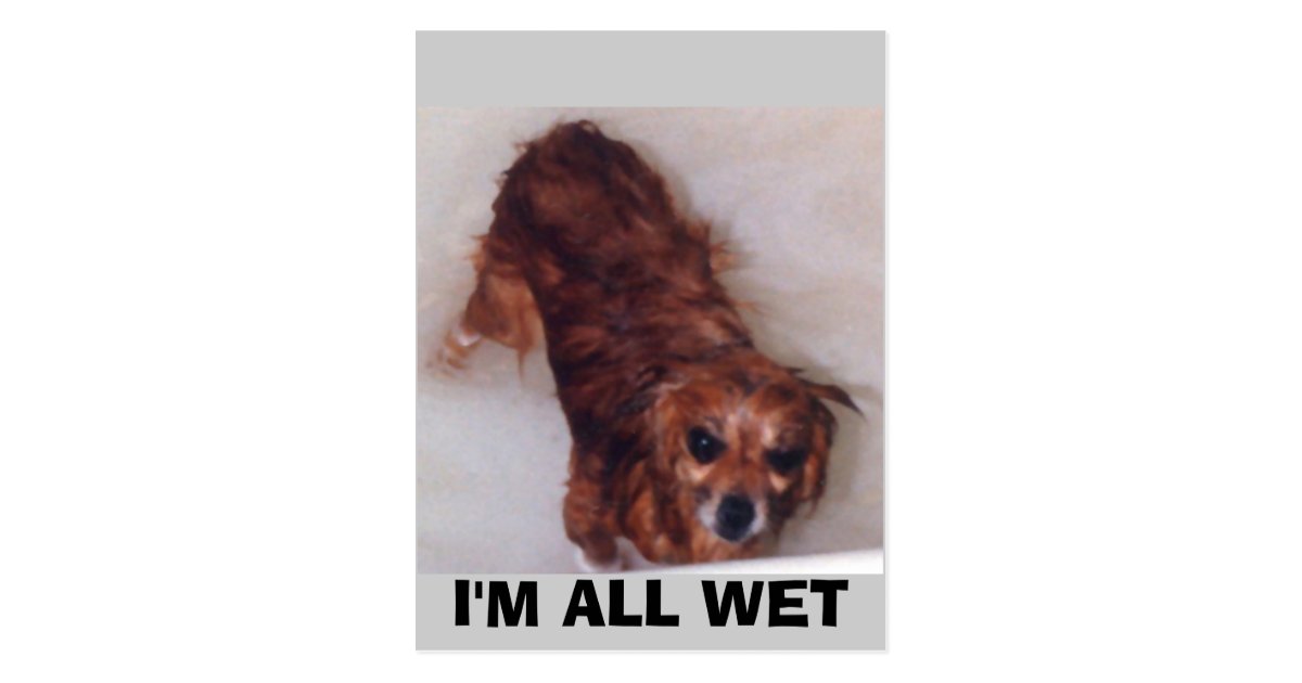 I'M ALL WET POSTCARD Zazzle