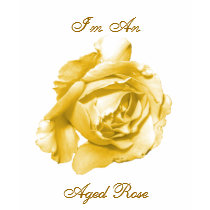 I'm An Aged Rose T-Shirt by karenwhiteskreations I'm An Aged Rose T-Shirt