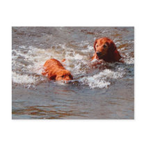 "I'm Coming Back as a Dog" Post Card postcards